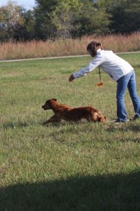 Akc clearance field trials